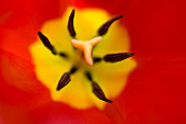 Tulip stamens abstract