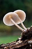 Rooting-bonnet-cap fungus