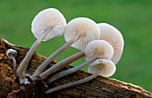 Rooting-bonnet-cap fungus