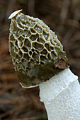 Stinkhorn fungus spore cap