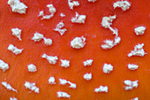 Fly agaric abstract