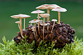 Conifer cone cap fungus
