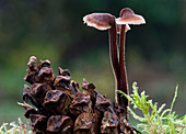 Ear-pick fungus