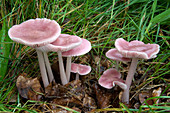 Rosy bonnet or Blushing bell-cap fungus