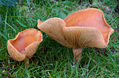 Spring cavalier fungus