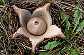 Collared earthstar