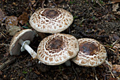 Blushing wood mushroom