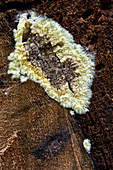 Butt rot fungus