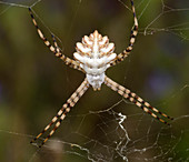 Lobed argiope spider