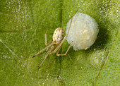 Comb-footed spider