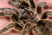 Chilean rose tarantula close-up