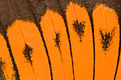Giant orange-tip butterfly wing markings