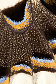 Japanese swallowtail wing markings