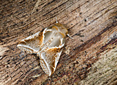 Buff arches moth