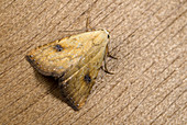 Straw dot moth