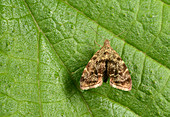 Nettle-tap moth