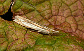 Grass-veneer moth