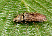 Click beetle