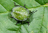 Green shieldbug larva