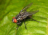 Fly Exorista larvarum