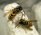 Common wasps