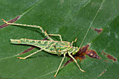 Acacia katydid