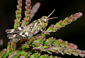 Mottled grasshopper juvenile