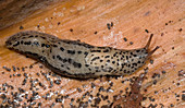 Leopard slug or Great grey slug