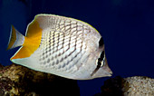 Pearlscale or Yellow-tailed butterflyfish