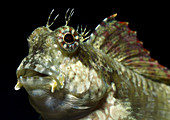 Jewelled or Lawnmower blenny