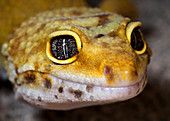 Leopard gecko close-up full face
