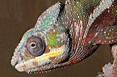 Sambava panther chameleon