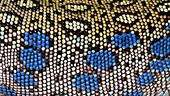Ocellated lizard skin pattern