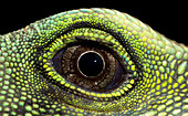 Chinese water dragon eye