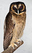 Asian brown wood owl