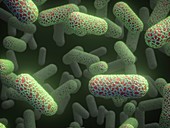E. coli bacteria,illustration
