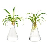 Spider plant rooting