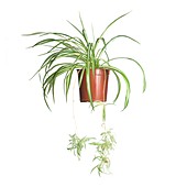Spider plant in a pot