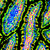 Intestinal goblet cells,micrograph