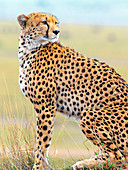Cheetah on grassy plain,Kenya