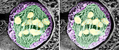 Dividing pollen cell,stereoscopic SEM