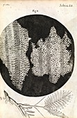 Cork cells,Hooke's Micrographia (1665)