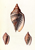 Voluta seashells,19th century