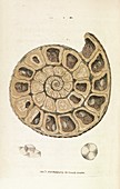 Ammonite fossil,1803
