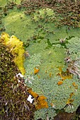 Moss and flower clumps