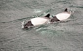 Commerson's Dolphin