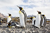 King Penguins on Prion Island