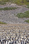 King Penguins on Salisbury Plain