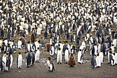 King Penguins on Salisbury Plain