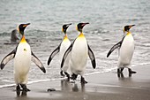 King Penguins emerge from a fishing trip